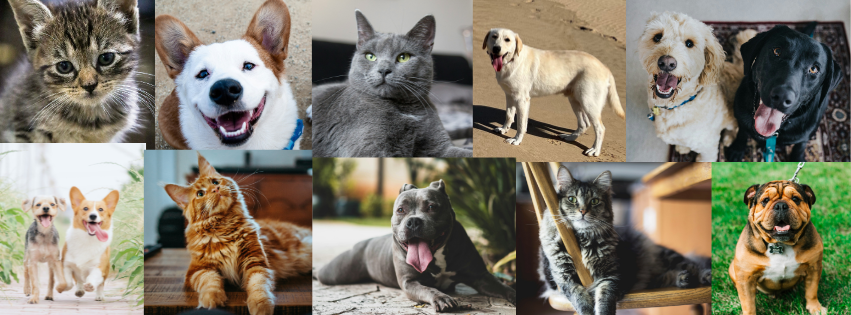 Amaloki Cover Page Home Page Dogs Cats